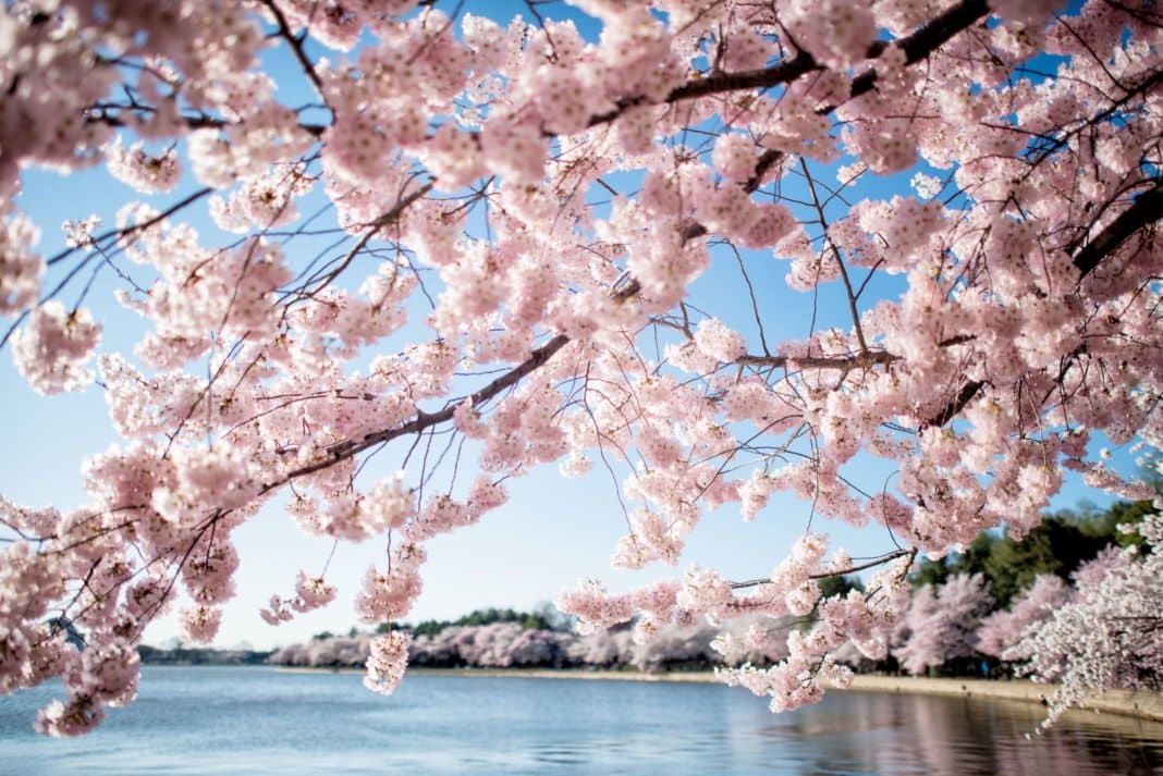 cherry blossoms washington dc april 01 2019 418x 1068x713